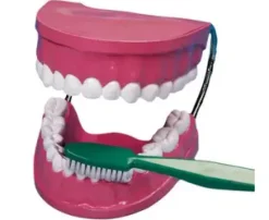 Demonstrasjonssett av tenner