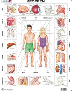 Puslespill kroppen vår