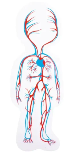 Puslespill lag-på-lag kroppen jente